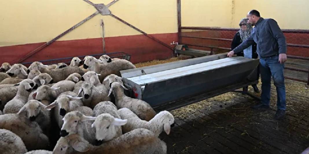 Muhasebecilikten patronluğa geçti: Devlet destekledi sürüsü 103’ten 800’e çıktı 5